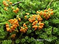 Leocarpus fragilis-amf1157-2